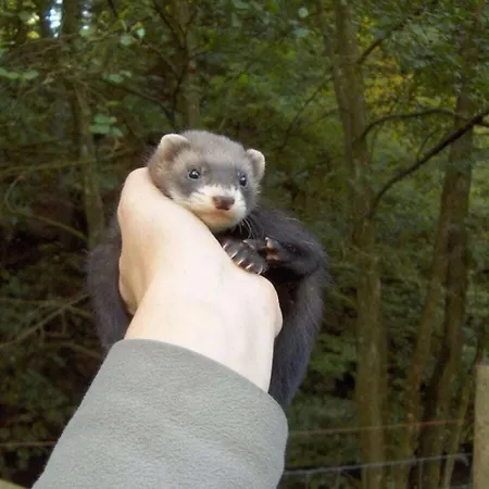 Vakantiehuis Neumuehle From April 2014! Lutzerath