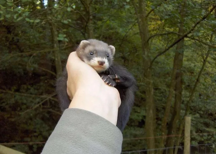 Semesterbostad Neumuehle From April 2014! Lutzerath